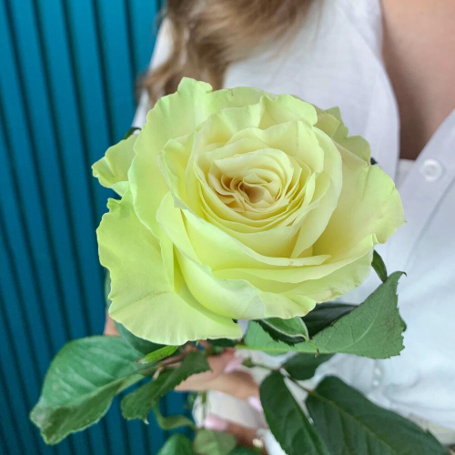 Комплимент из белой эквадорской розы – элегантность в каждом лепестке Видное Московская область